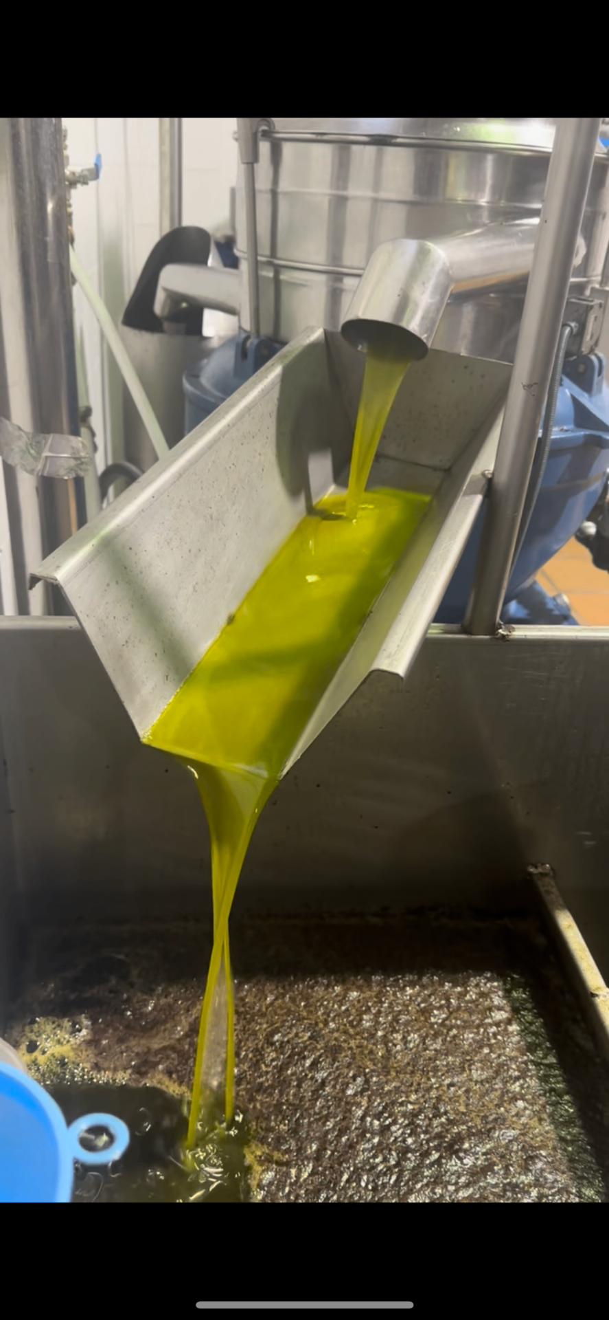Frisch gepresstes Olivenöl fließt aus der Mühle